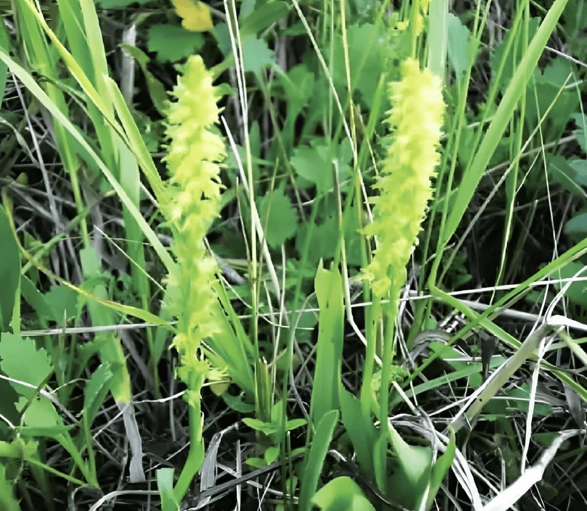 祖先称为"腰子草",在农村就有,如今稀少,珍贵,遇到就赚了_花友_植物
