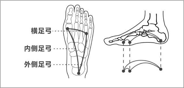 足弓分为内侧纵弓,外侧纵弓和横足弓,一般我们说的足弓,指的是内侧纵