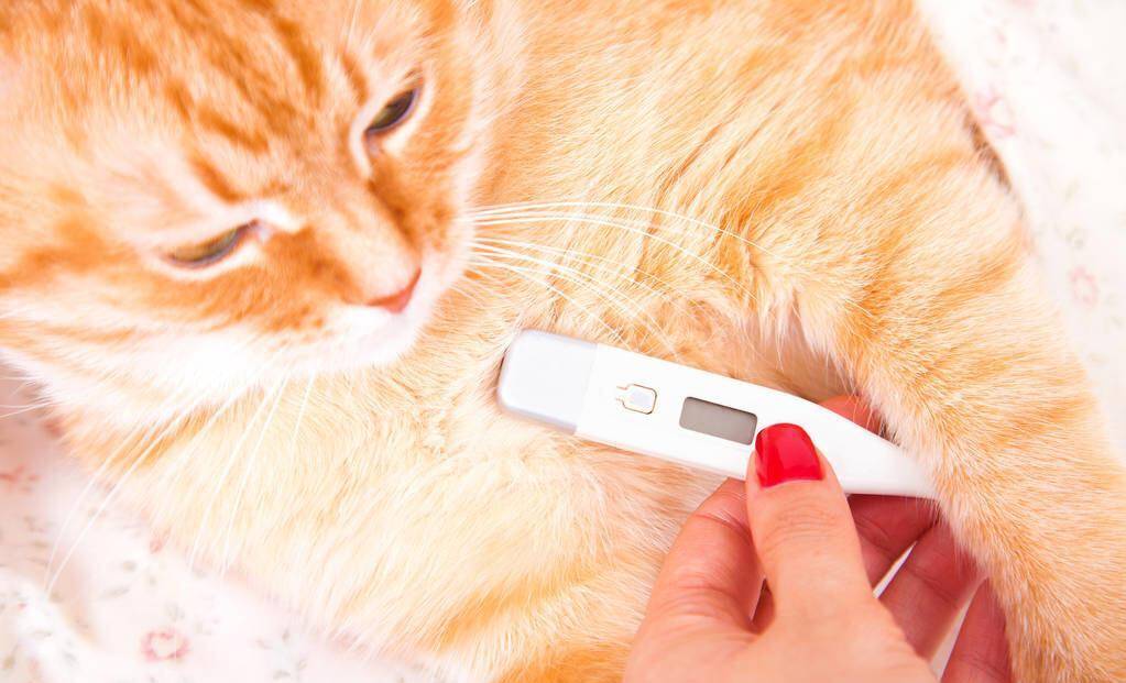 猫咪体温比人类稍高,可以反映身体健康状况,猫的正常体温是多少_测量