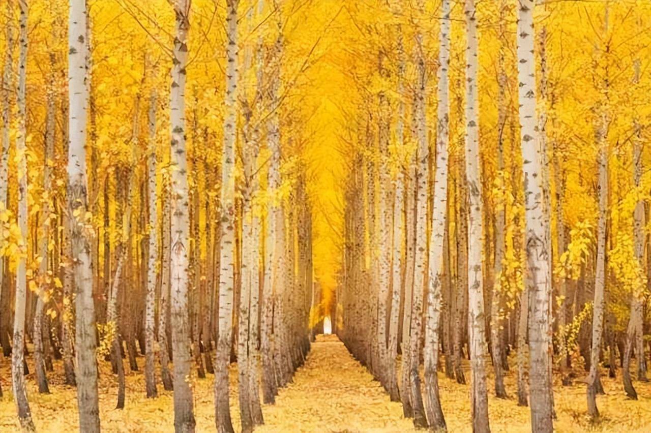 赞皇电商小知识|手机摄影构图之对称式构图_画面_景物_倒影