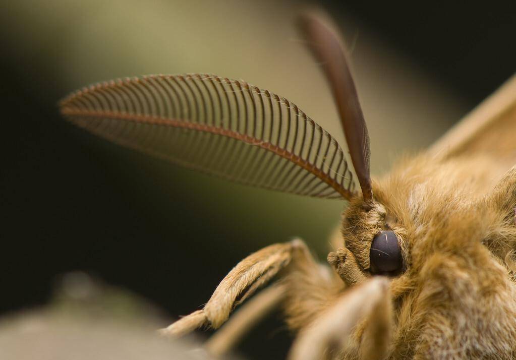 乌桕大蚕蛾 寿命图片