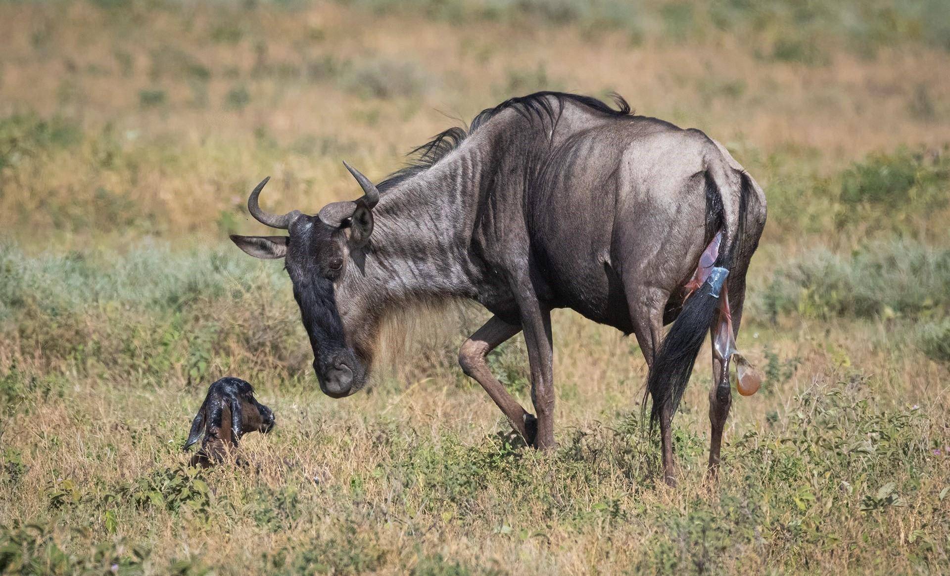 角马的社交与繁殖,奇怪的知识又增加了_领地_鬣狗_大家庭