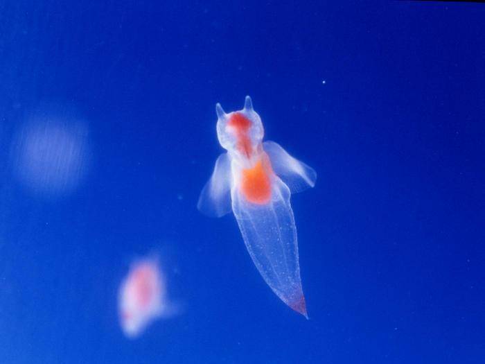 被称为"海天使"的裸海蝶其实是个残酷的天使_生物_蟠虎_触手