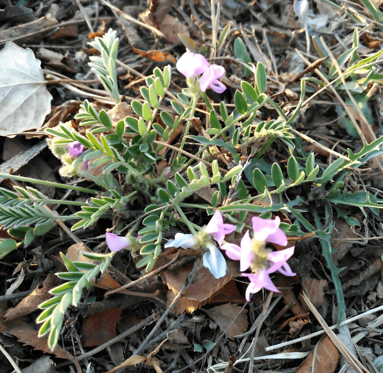 农村有1种"米口袋",和卷柏一样低矮,在路边被踩踏,如今珍贵_植物_花友