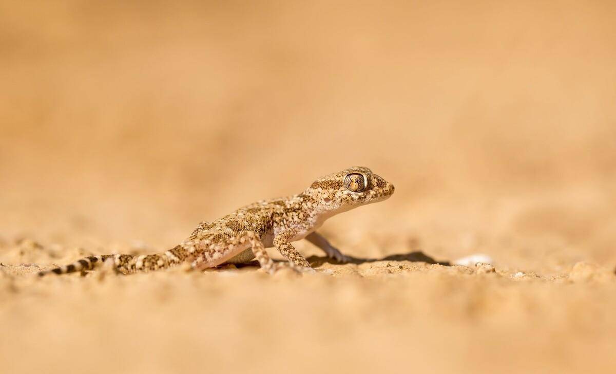 壁虎进门能打吗?看完明白_动物_家门_说法