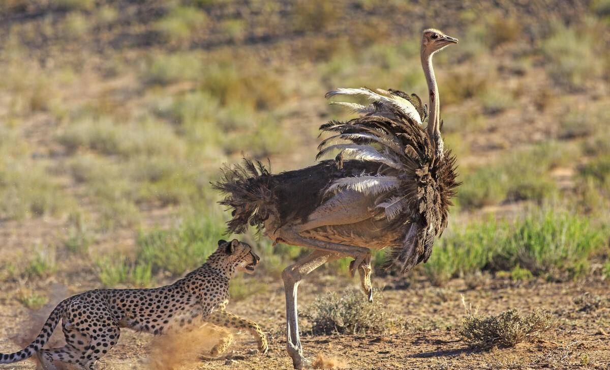 3頭獵豹圍捕2米高的鴕鳥,鴕鳥致命的失誤,讓同伴當場送命_速度_隊友