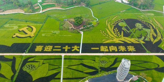 大足区拾万镇:隆平五彩田园稻彩画进入最佳观赏期_瞿波_景区_无人机
