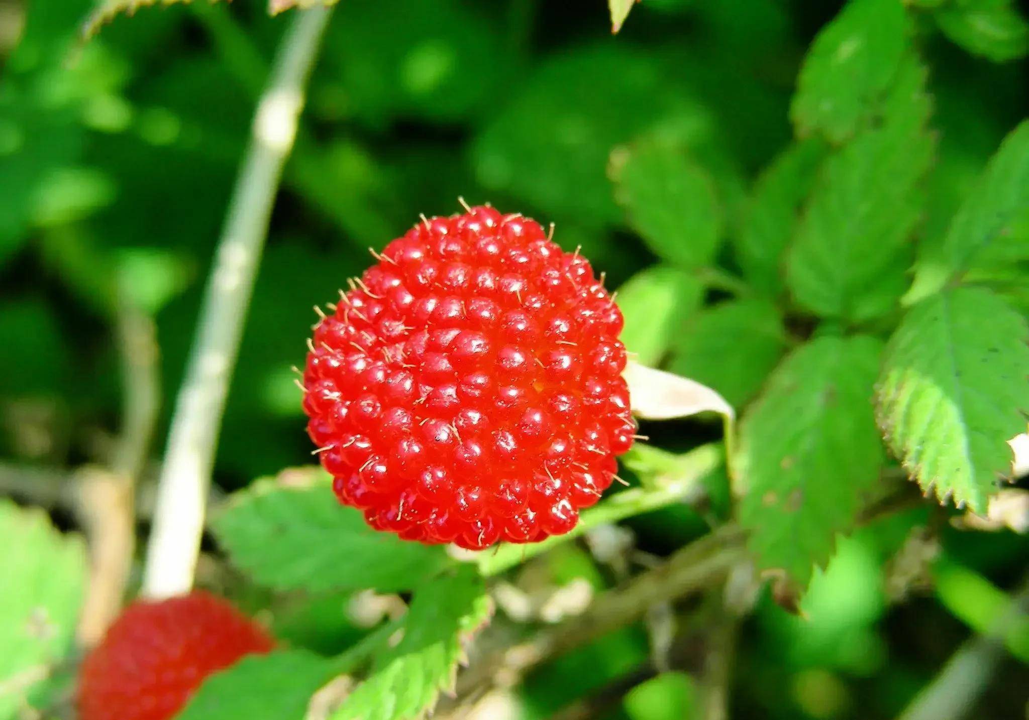 树莓树（树莓树苗） 第5张