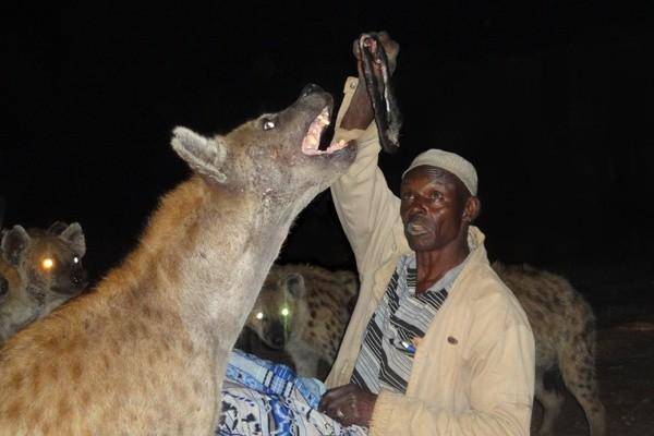 在非洲遇到斑鬣狗,成年人手持短刀有没有胜算?_体型_活动_非洲地区