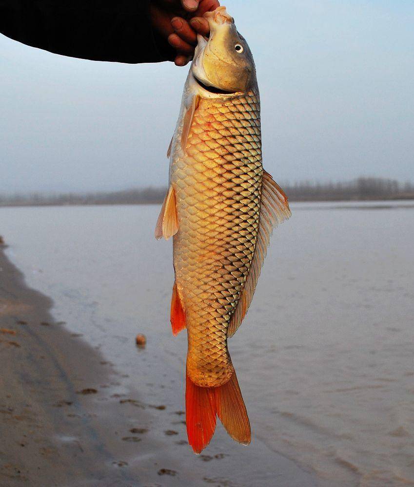 那是小意思!鲤鱼究竟能长多大?