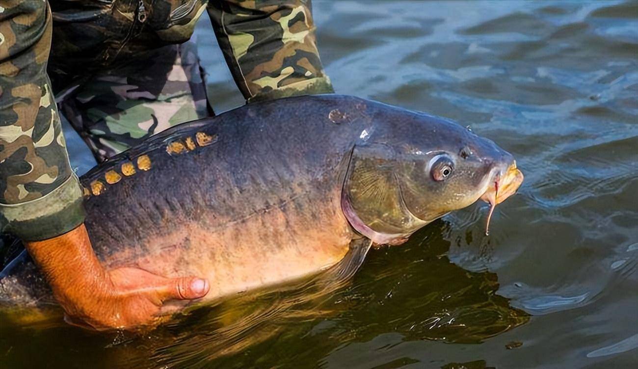 那是小意思!鯉魚究竟能長多大?