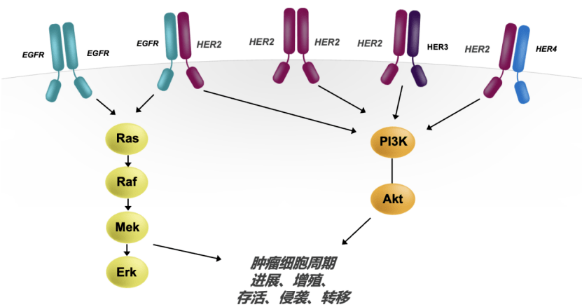 her2異常包括her2基因突變,her2基因擴增,her2蛋白過表達三種類型.