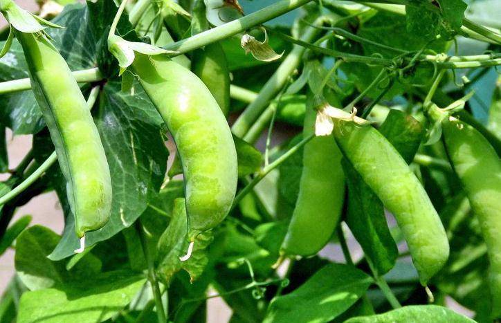 冬季发展豌豆生产,高产栽培技术介绍_开花_品种_排水