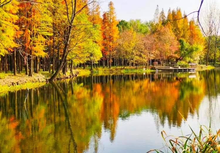 森林+水系美景！宝山丰翔智秀公园建成开园