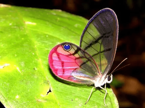 世界珍稀蝴蝶,你知道几种?_凤蝶_品种_中国