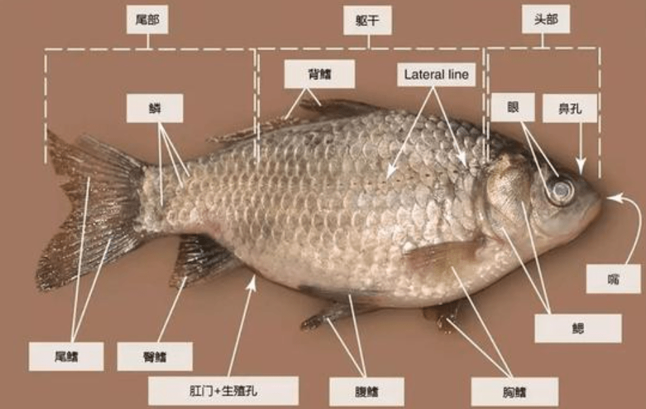 鲫鱼身体结构拥有如此强大的适应能力的同时,鲫鱼的寿命还比较长,理论