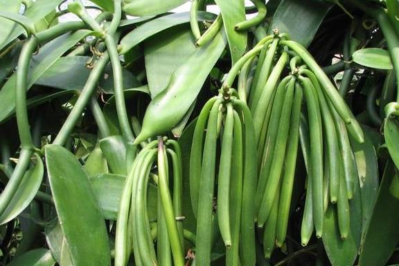 比猪肉还值钱,一公斤能卖到上千元,想知道香荚兰前景的,看过来_种植