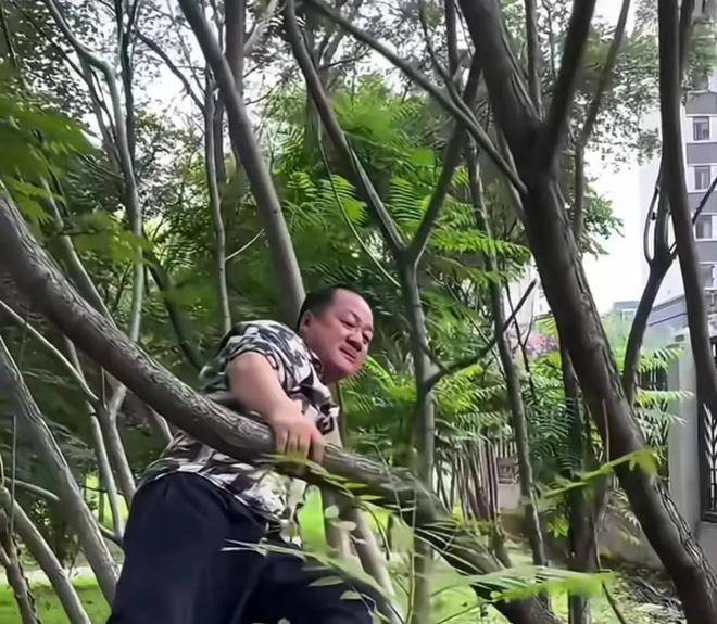 谢广坤,爬树掏鸟窝,从高空重重摔下来,隔着屏幕都感到疼痛_广坤叔