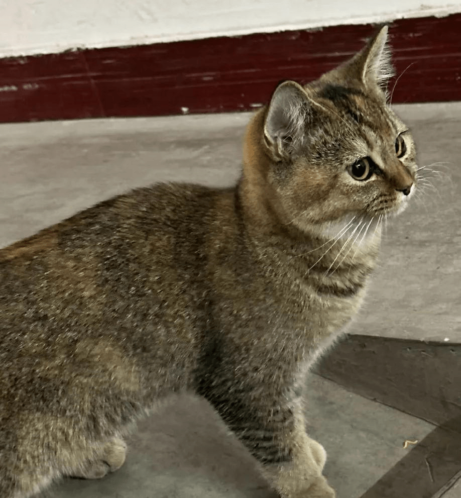 雀猫是雀猫,狸猫是狸猫,不一样.雀猫也叫中华雀猫,或者叫麻猫.