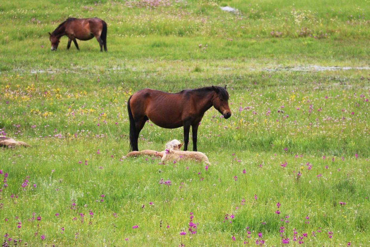普达措国家公园,碧塔海(湖畔观马)_游客_机器_脖子