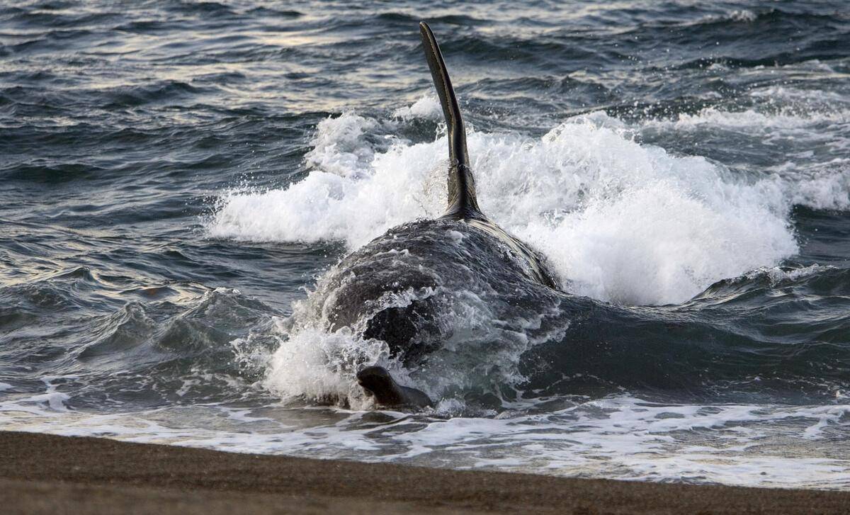 体型并不是最大的，为什么所有的鲸鱼都害怕虎鲸？_搜狐网