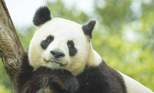 中國網友:好歹找只熊吧_動物_國家_外貌