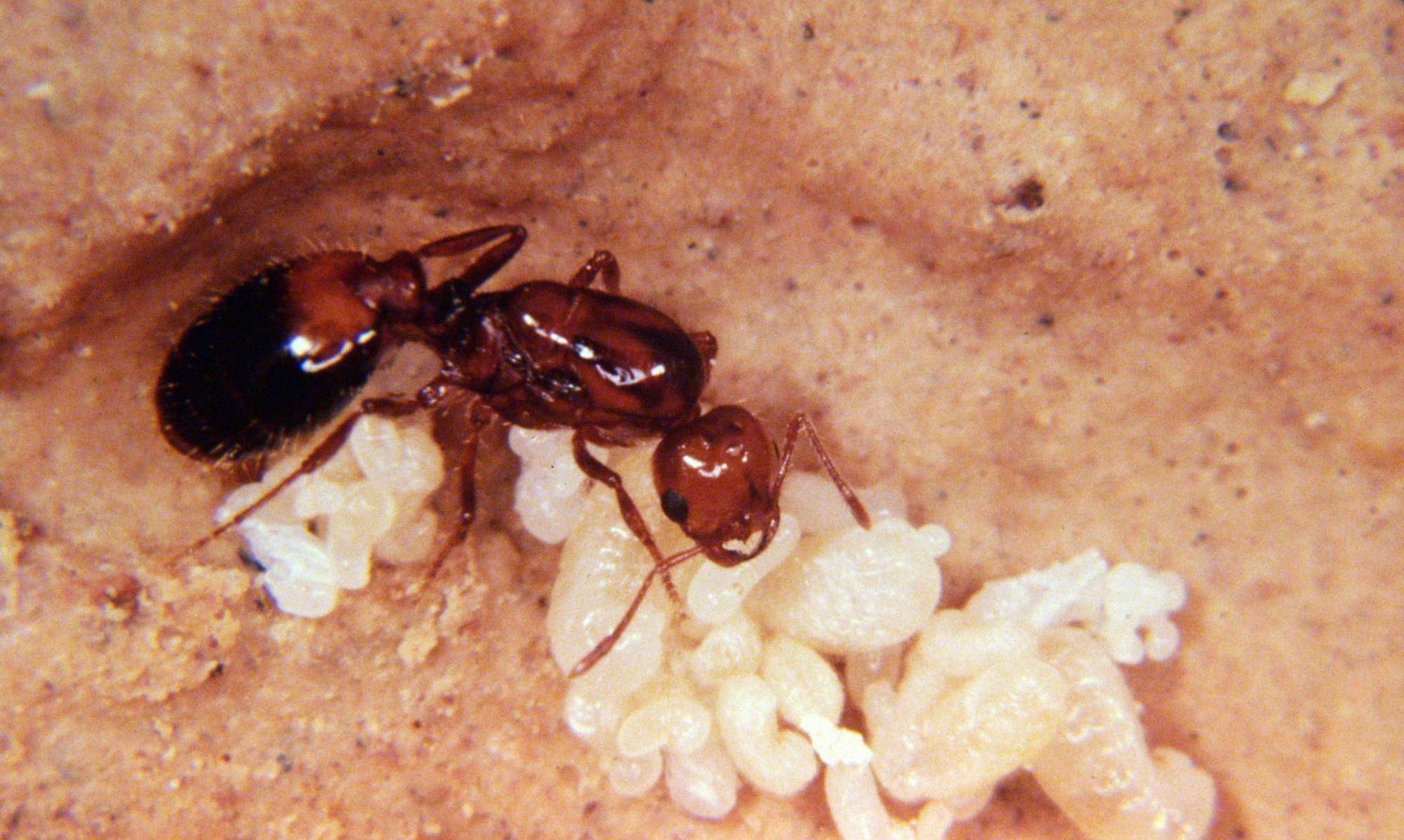 先侵美国,后占中国,已侵占南方12省,红火蚁为何主动攻击人?