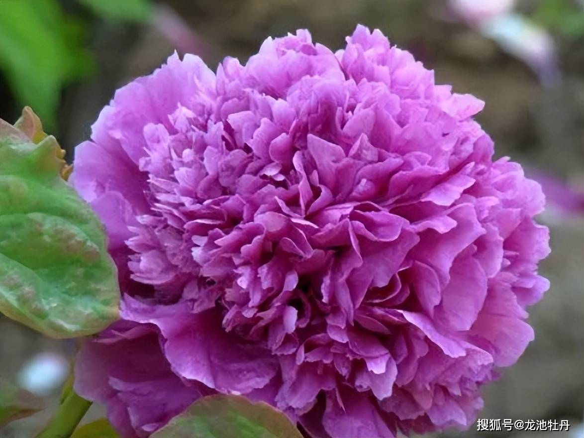 龙池牡丹|牡丹十大花型鉴赏指南-千层台阁型_葛巾紫_花朵_品种