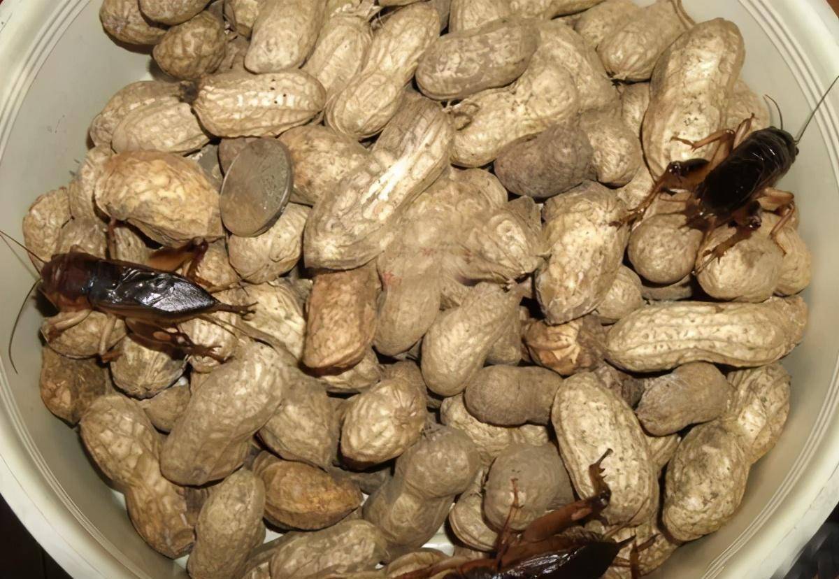 花生大蟋为直翅目大蟋属,是蟋蟀家族的"巨人 大力士".