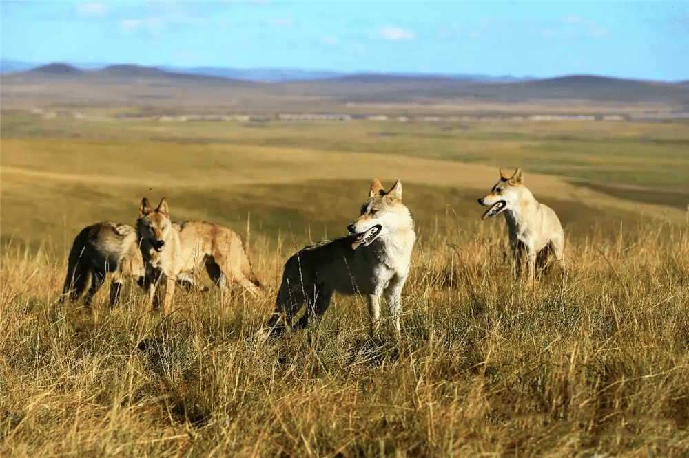 小狼被遗弃后,竟与狗獾共同捕猎,獾挖洞逼出田鼠,狼就负责抓_草原