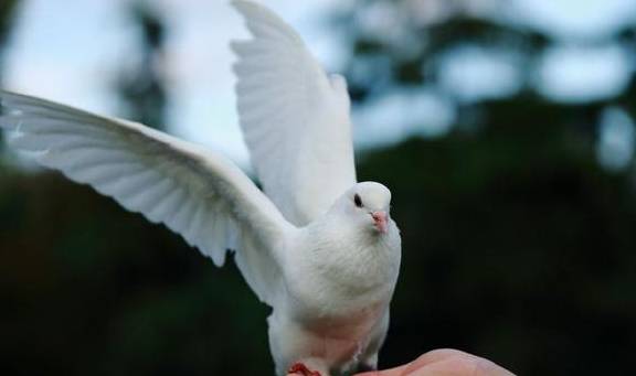 十二星座都是哪一种飞鸟?双子座是鹦鹉,摩羯座是最勤恳的鸟!
