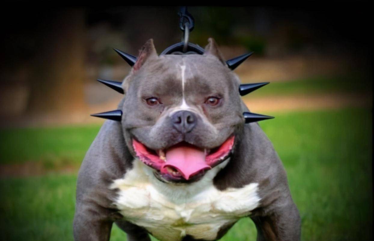 狗的哪个部位最脆弱，遇到恶犬扑来，该打它哪里？_搜狐网