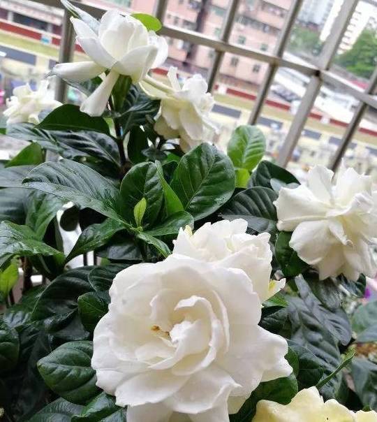 养栀子花,绣球花,到了12月不要乱剪,"剪错枝"来年不开花_修剪_植株