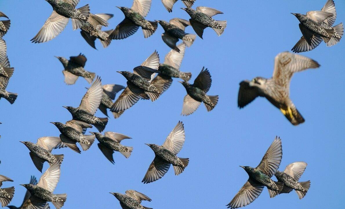 椋鸟成群在天上飞舞,而其原因至今无解_鸟群_研究_cavagna