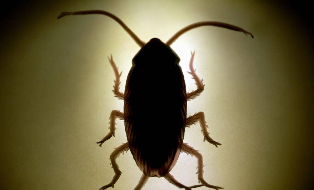 被砍了头的蟑螂,还能活多少天?_身体_繁殖_人类