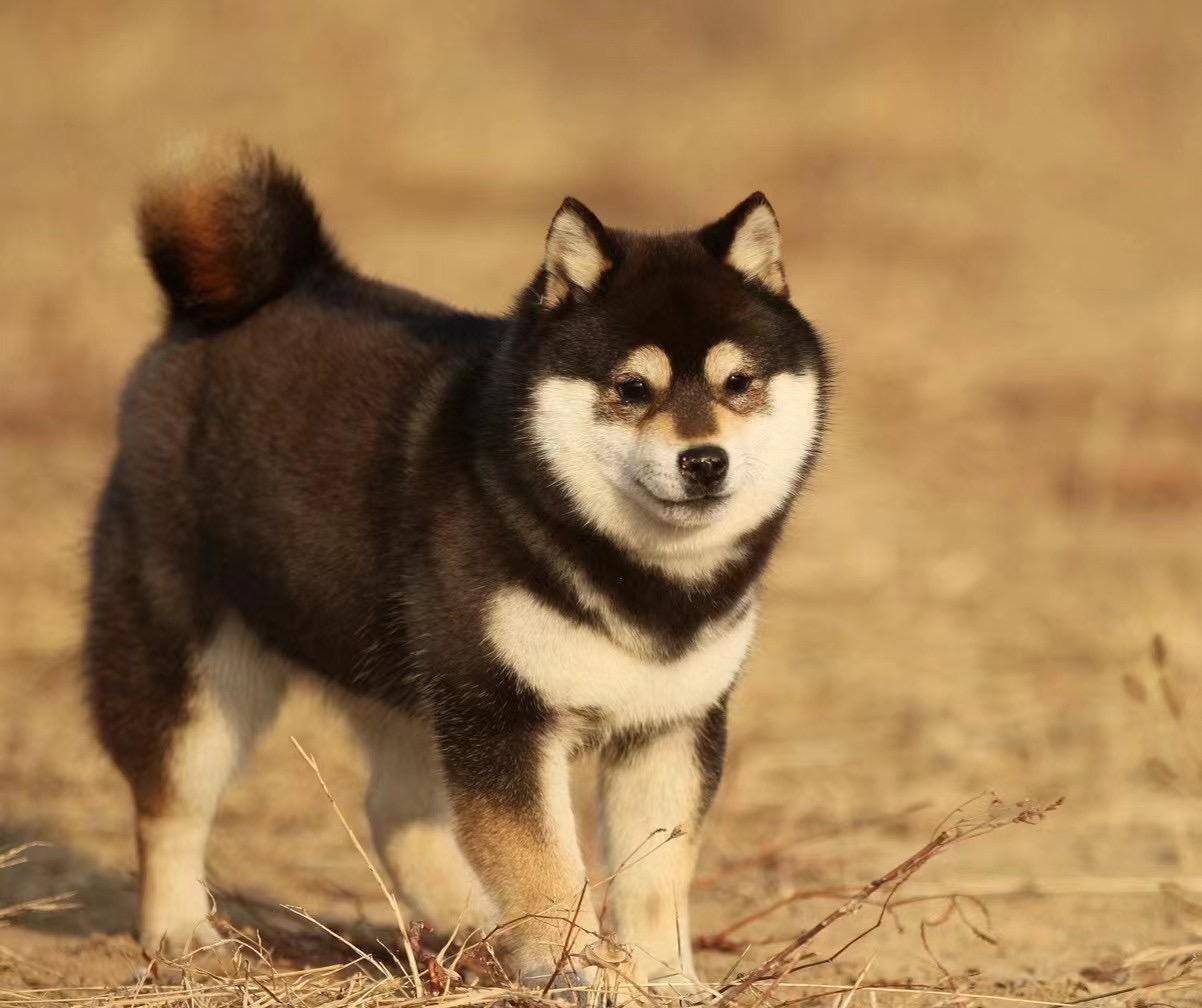 赛级柴犬的顶级品相标准是什么?_比赛_耳朵_身材