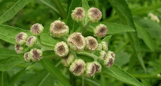 路边常见的六棱菊,农村人称为臭灵丹草,家乡遇见请重视