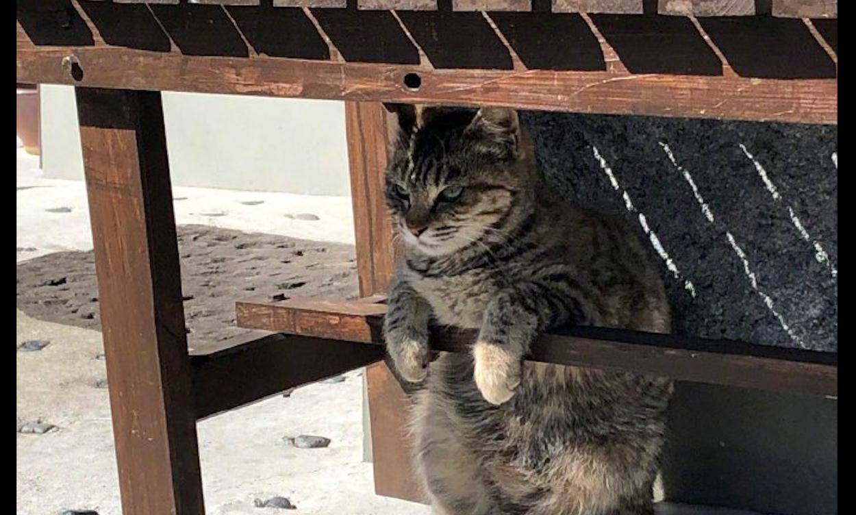 猫咪在椅子下乘凉,表情是非常的凶,猫:莫过来,否则对你不客气_网友