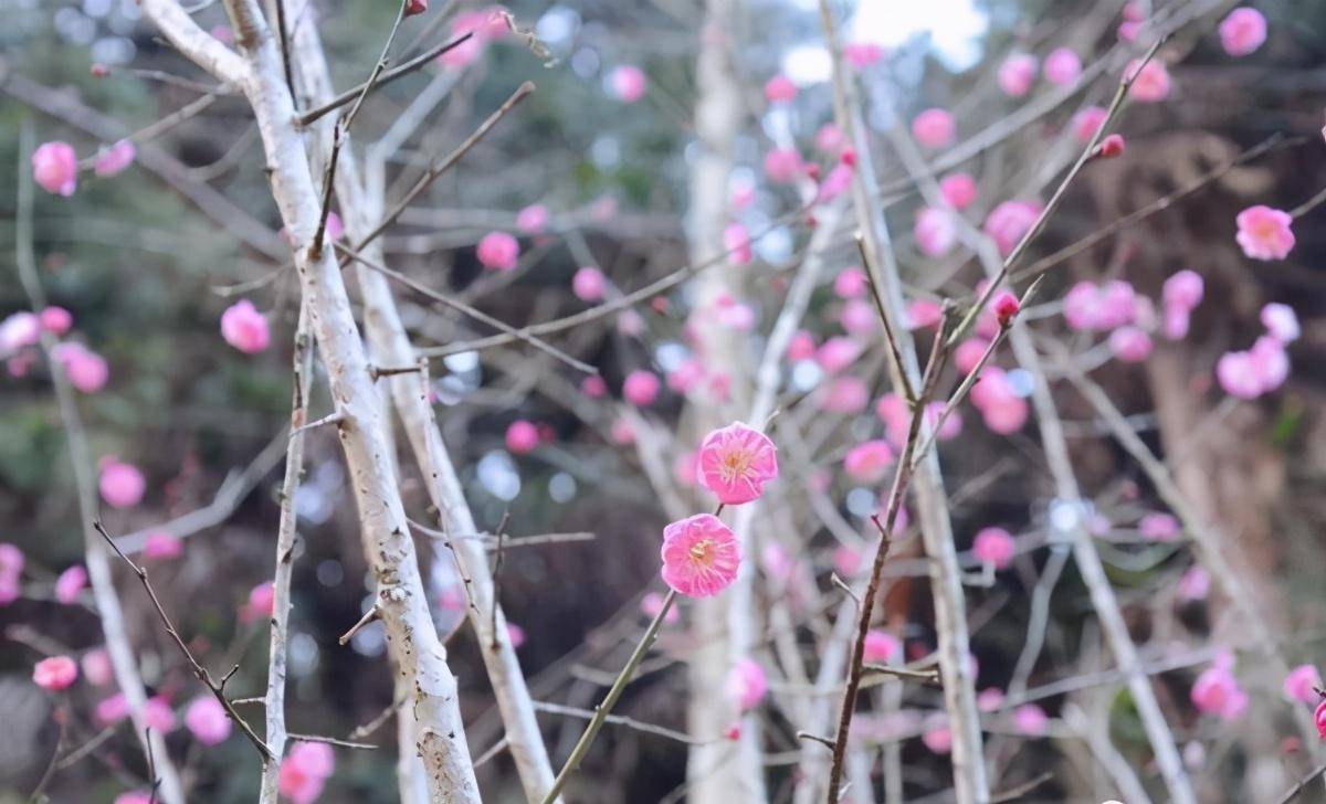 赣州梅花公园图片