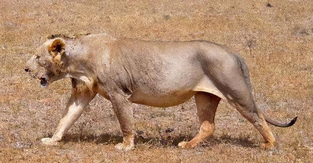 查沃狮食人事件:一年吃掉135人,猎枪击毙需要十几发子弹_狮子_人类