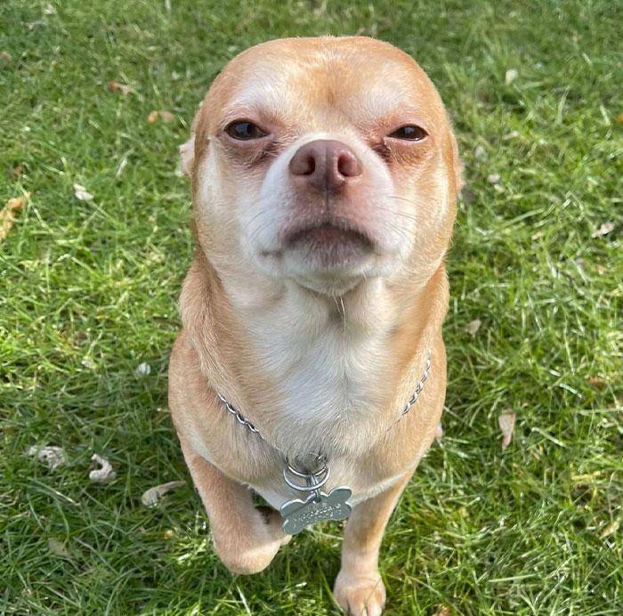 一直长得奇丑无比的"吉娃娃",却让上百人抢着领养_宠物_普兰瑟_斯蒂