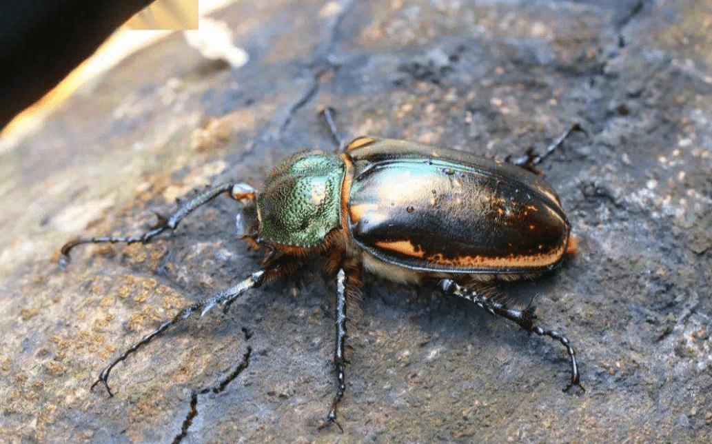 反而现在小吴更想知道自己捉住的到底是个什么虫子,不管是状态,个头