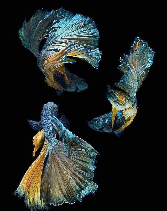 对斗鱼的印象 泰摄影师用20年拍出超华丽鱼写真