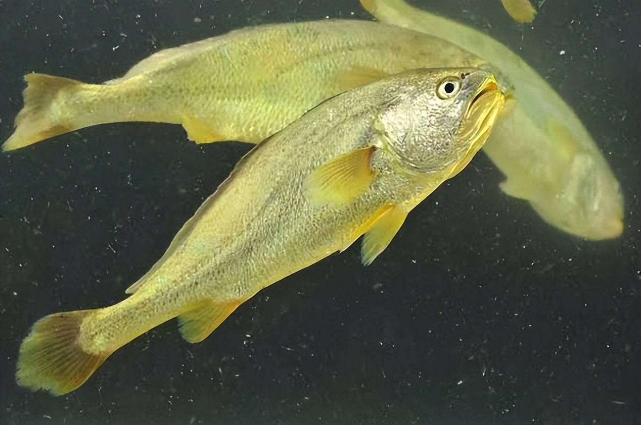 大黄鱼据当地水产教授表示,在三十多年前做研究时,她还能在市场上看见