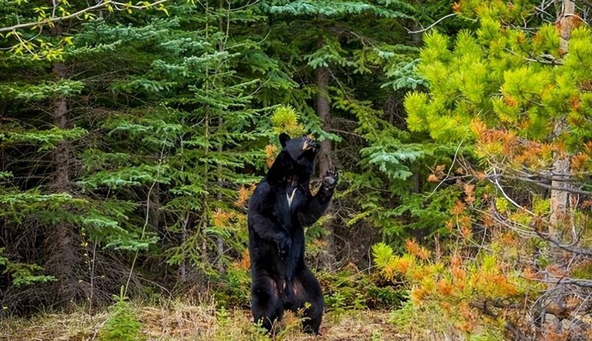 湖北村民误把黑熊当狗带回家，细心喂养日常遛熊，黑熊也能温顺？