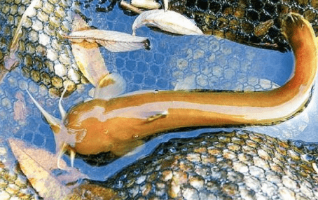 水蜂子鱼,学名白缘鰑[yáng],是我国特有的一种小型冷水鱼,耐低温