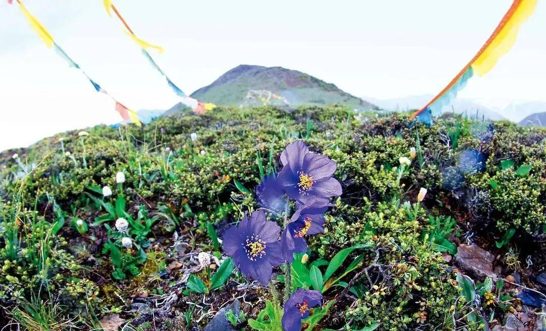 不丹国花花语图片