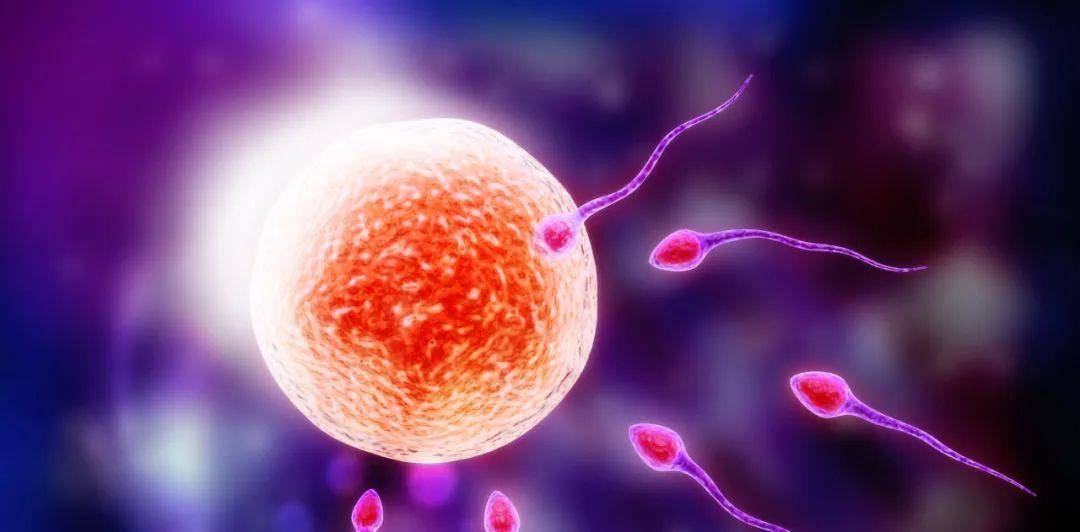 精子在与卵子结合的一刹那,会爆发出奇特"火焰"_生物_繁殖_人类