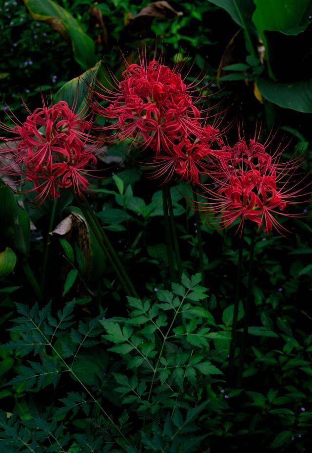 会捕虫的再力花,可以吃的木槿花……西溪湿地花卉的奥秘原来这么多_小