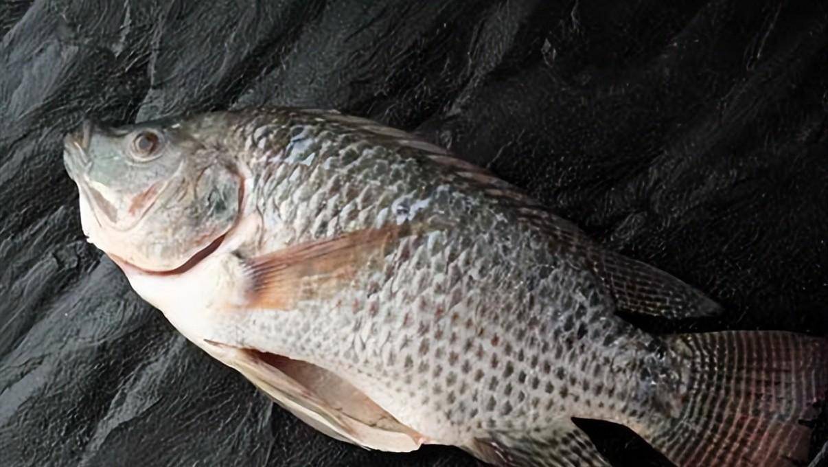 说点剧版《三体》上映后,发生的趣事_罗非鱼_电视剧_不存在